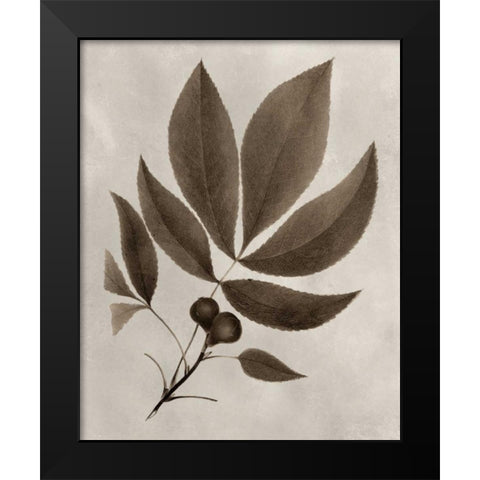 Arbor Specimen V Black Modern Wood Framed Art Print by Vision Studio