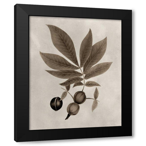 Arbor Specimen VI Black Modern Wood Framed Art Print by Vision Studio