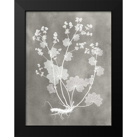 Herbarium Study I Black Modern Wood Framed Art Print by Vision Studio