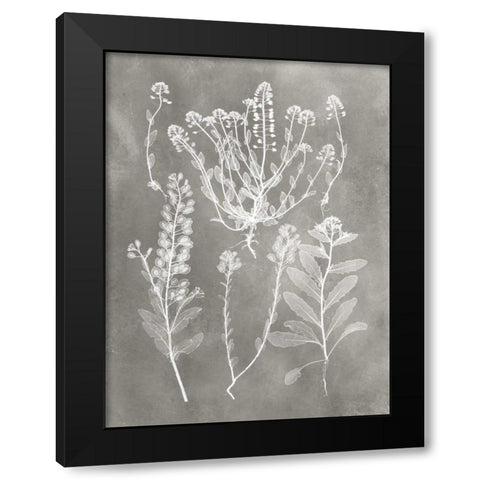 Herbarium Study III Black Modern Wood Framed Art Print by Vision Studio