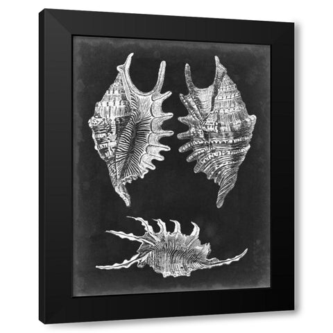 Alabaster Shells V Black Modern Wood Framed Art Print with Double Matting by Vision Studio