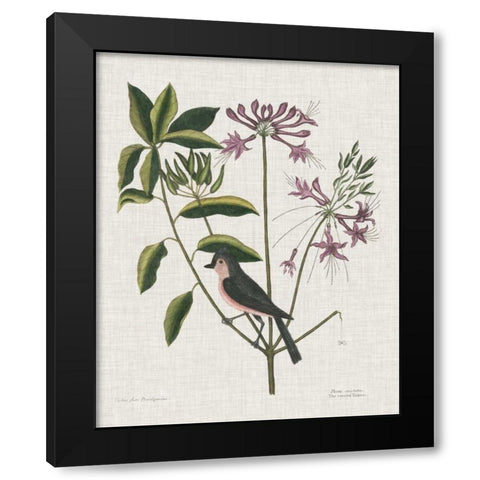 Studies in Nature I Black Modern Wood Framed Art Print with Double Matting by Catesby, Mark