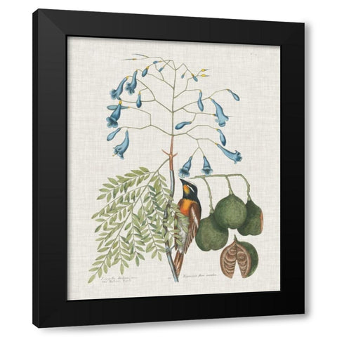 Studies in Nature II Black Modern Wood Framed Art Print by Catesby, Mark