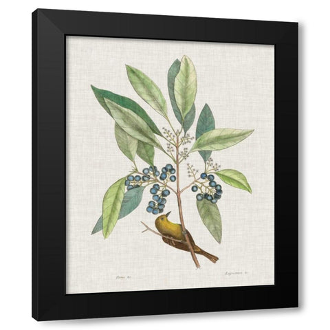 Studies in Nature IV Black Modern Wood Framed Art Print with Double Matting by Catesby, Mark
