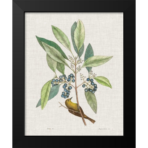 Studies in Nature IV Black Modern Wood Framed Art Print by Catesby, Mark