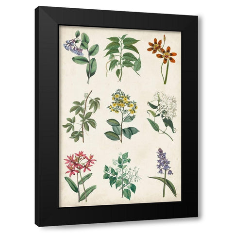 Botanical Chart I Black Modern Wood Framed Art Print by Vision Studio