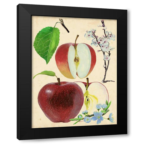 Apple and Blossom Study II Black Modern Wood Framed Art Print with Double Matting by Wang, Melissa