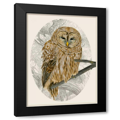 Barred Owl I Black Modern Wood Framed Art Print with Double Matting by Wang, Melissa