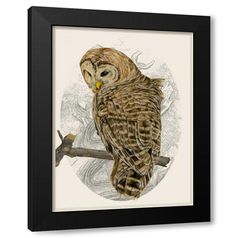 Barred Owl II Black Modern Wood Framed Art Print with Double Matting by Wang, Melissa