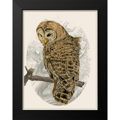 Barred Owl II Black Modern Wood Framed Art Print by Wang, Melissa