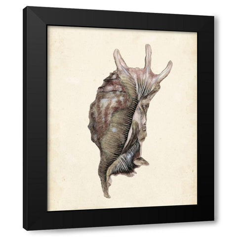 Watercolor Seashell IV Black Modern Wood Framed Art Print by Wang, Melissa