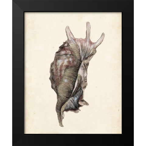 Watercolor Seashell IV Black Modern Wood Framed Art Print by Wang, Melissa