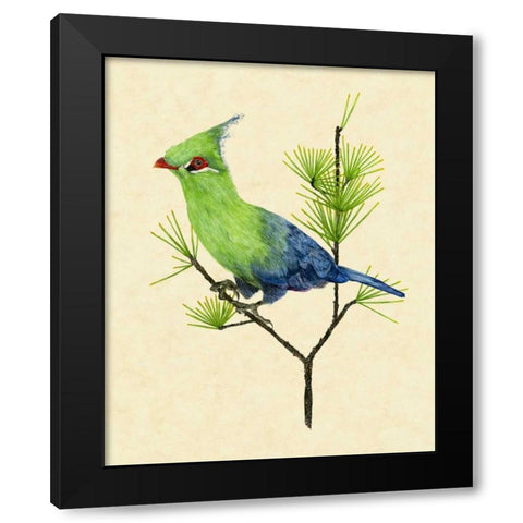 Green Turaco II Black Modern Wood Framed Art Print with Double Matting by Wang, Melissa