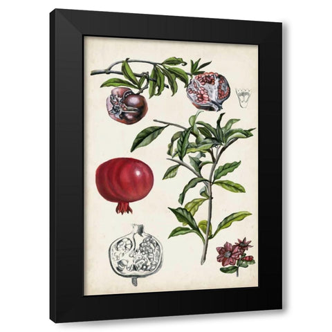 Pomegranate Composition I Black Modern Wood Framed Art Print with Double Matting by McCavitt, Naomi