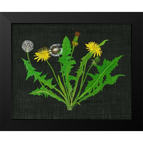 Wild Dandelion I Black Modern Wood Framed Art Print by Wang, Melissa