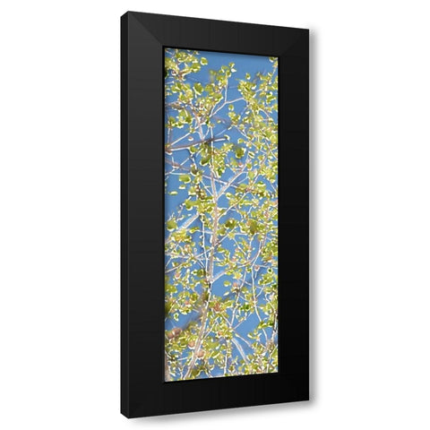Spring Poplars I Black Modern Wood Framed Art Print with Double Matting by Chandler, Sharon
