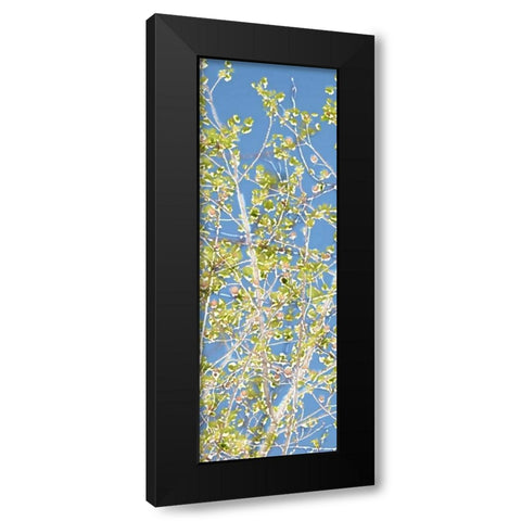 Spring Poplars II Black Modern Wood Framed Art Print by Chandler, Sharon