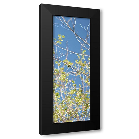 Spring Poplars IV Black Modern Wood Framed Art Print by Chandler, Sharon