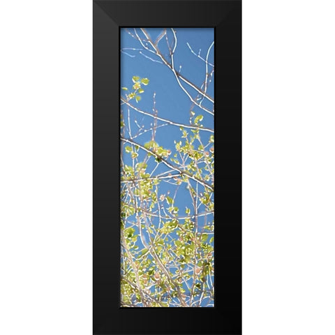 Spring Poplars IV Black Modern Wood Framed Art Print by Chandler, Sharon