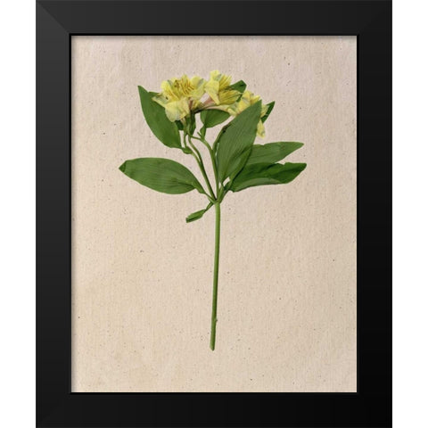 Pretty Pressed Flowers II Black Modern Wood Framed Art Print by Wang, Melissa