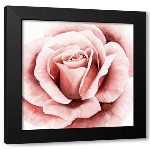 Pink Rose II Black Modern Wood Framed Art Print by Popp, Grace