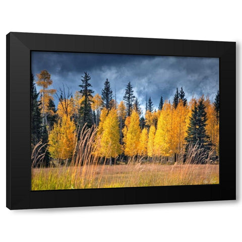 Through the Yellow Trees I Black Modern Wood Framed Art Print by Drost, David