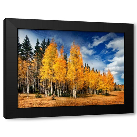 Through the Yellow Trees II Black Modern Wood Framed Art Print by Drost, David