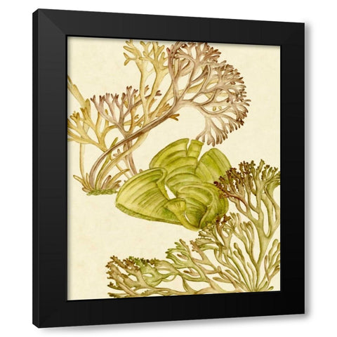 Vintage Seaweed Collection II Black Modern Wood Framed Art Print with Double Matting by Wang, Melissa