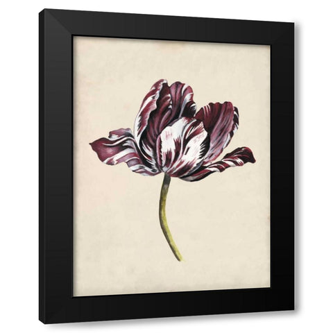 Antique Tulip Study I Black Modern Wood Framed Art Print with Double Matting by McCavitt, Naomi