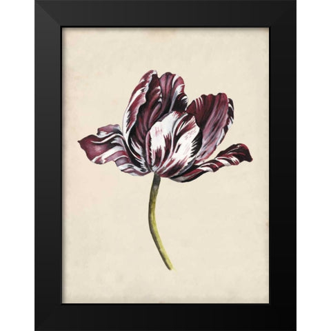 Antique Tulip Study I Black Modern Wood Framed Art Print by McCavitt, Naomi