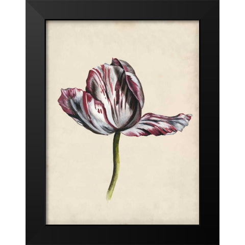 Antique Tulip Study II Black Modern Wood Framed Art Print by McCavitt, Naomi