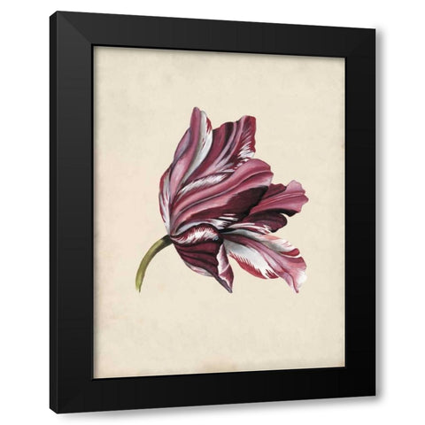 Antique Tulip Study III Black Modern Wood Framed Art Print with Double Matting by McCavitt, Naomi