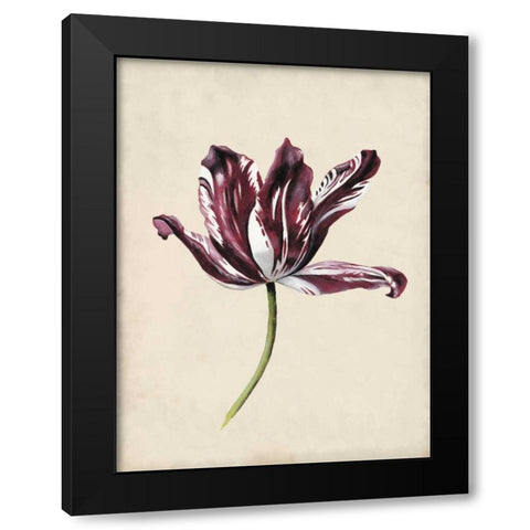 Antique Tulip Study IV Black Modern Wood Framed Art Print by McCavitt, Naomi