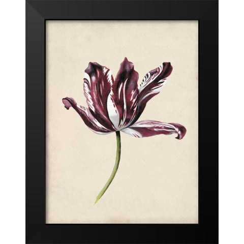Antique Tulip Study IV Black Modern Wood Framed Art Print by McCavitt, Naomi