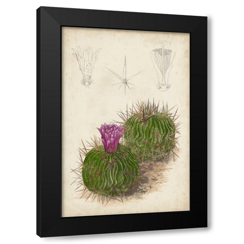Antique Cactus II Black Modern Wood Framed Art Print by Curtis