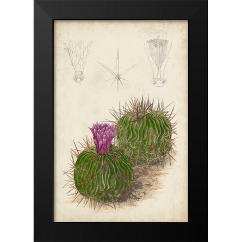Antique Cactus II Black Modern Wood Framed Art Print by Curtis
