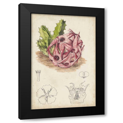Antique Cactus III Black Modern Wood Framed Art Print with Double Matting by Curtis