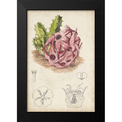 Antique Cactus III Black Modern Wood Framed Art Print by Curtis