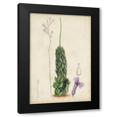 Antique Cactus IV Black Modern Wood Framed Art Print with Double Matting by Curtis