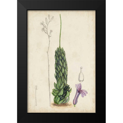 Antique Cactus IV Black Modern Wood Framed Art Print by Curtis