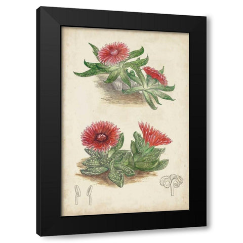 Antique Cactus V Black Modern Wood Framed Art Print by Curtis