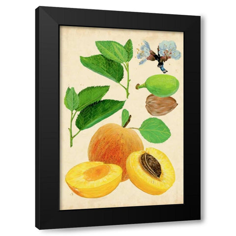 Apricot Study I Black Modern Wood Framed Art Print with Double Matting by Wang, Melissa