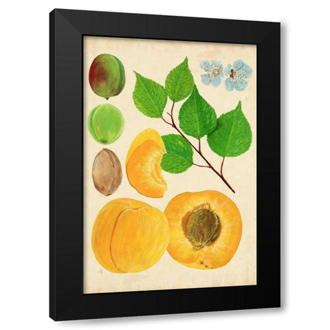 Apricot Study II Black Modern Wood Framed Art Print by Wang, Melissa