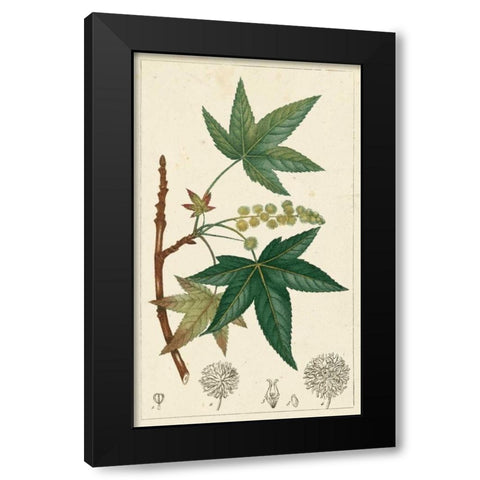 Turpin Maple Tree  Black Modern Wood Framed Art Print by Turpin