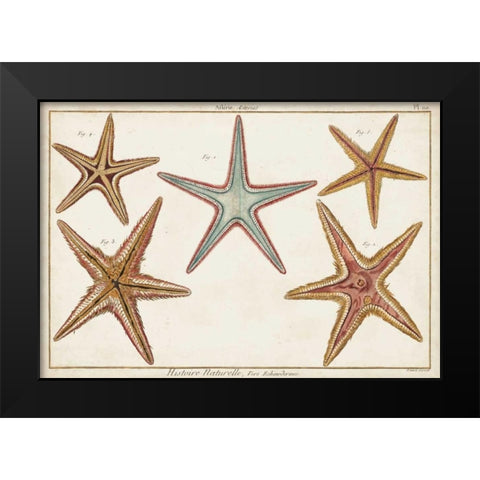 Starfish Naturelle I Black Modern Wood Framed Art Print by Diderot, Denis