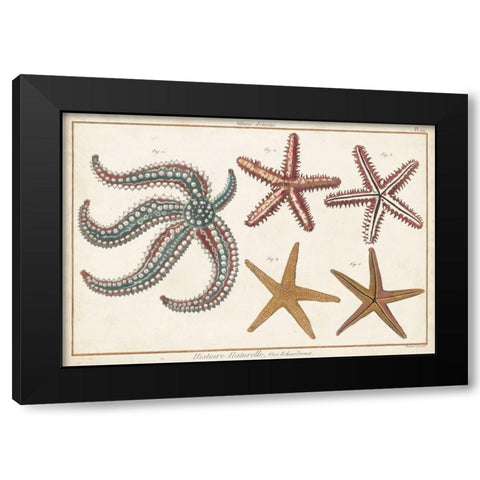 Starfish Naturelle II Black Modern Wood Framed Art Print by Diderot, Denis