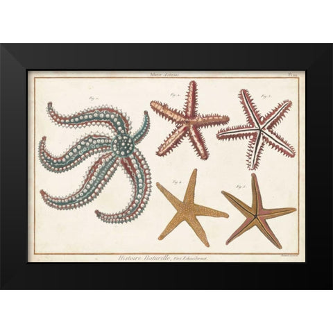 Starfish Naturelle II Black Modern Wood Framed Art Print by Diderot, Denis