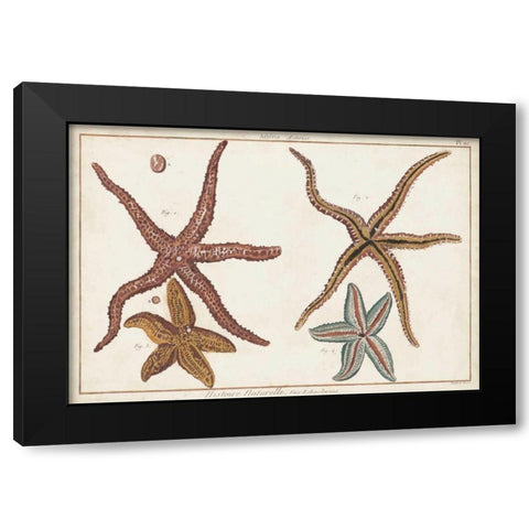 Starfish Naturelle III Black Modern Wood Framed Art Print by Diderot, Denis