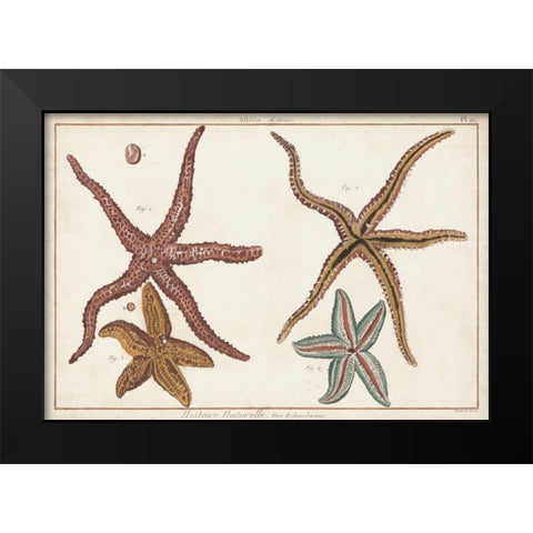Starfish Naturelle III Black Modern Wood Framed Art Print by Diderot, Denis