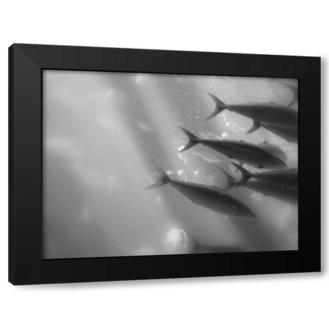 Underwater World 32 Black Modern Wood Framed Art Print by Dag, Inc.